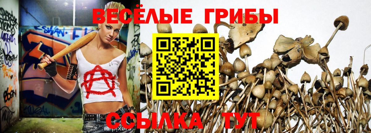 Псилоцибиновые грибы GOLDEN TEACHER  Вход с VPN  как найти закладки  Котовск 